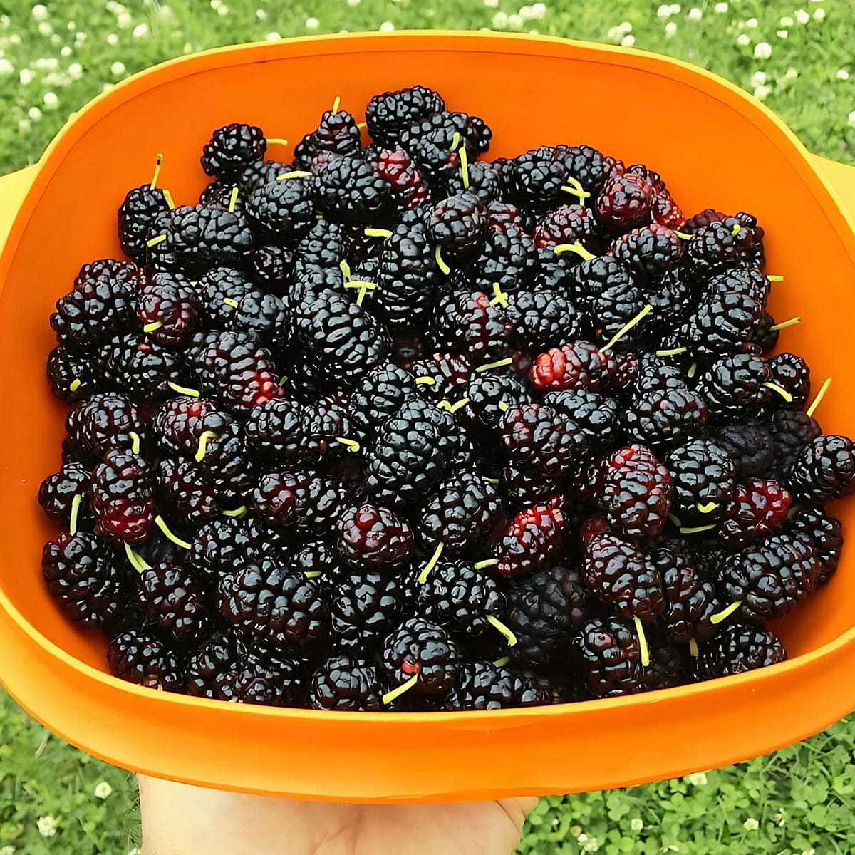 Nie tylko jabłka i czereśnie – zapomniane drzewa i krzewy owocowe, które warto mieć w ogrodzie