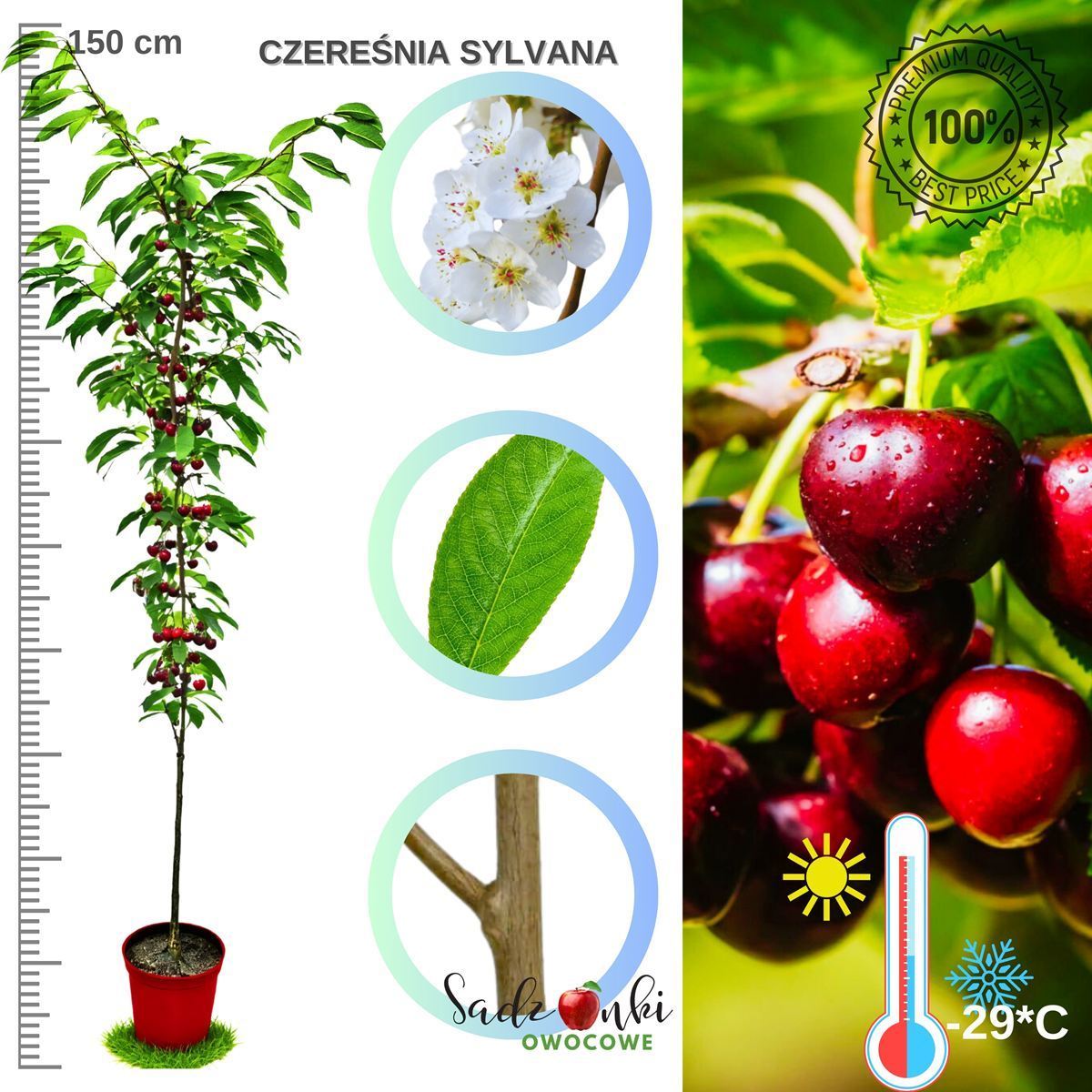 czereśnia Sylvana drzewko czereśni kolumnowej do ogrodu