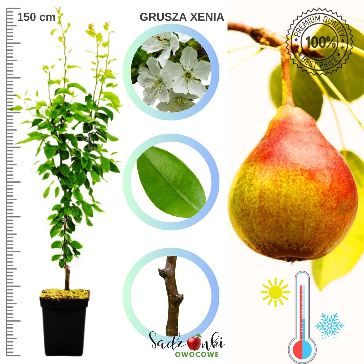 Grusza Williams Red Drzewko Owocowe Z Wysy k 27 C Grusza Williams Red Drzewko Owocowe Z Wysy k 27 C