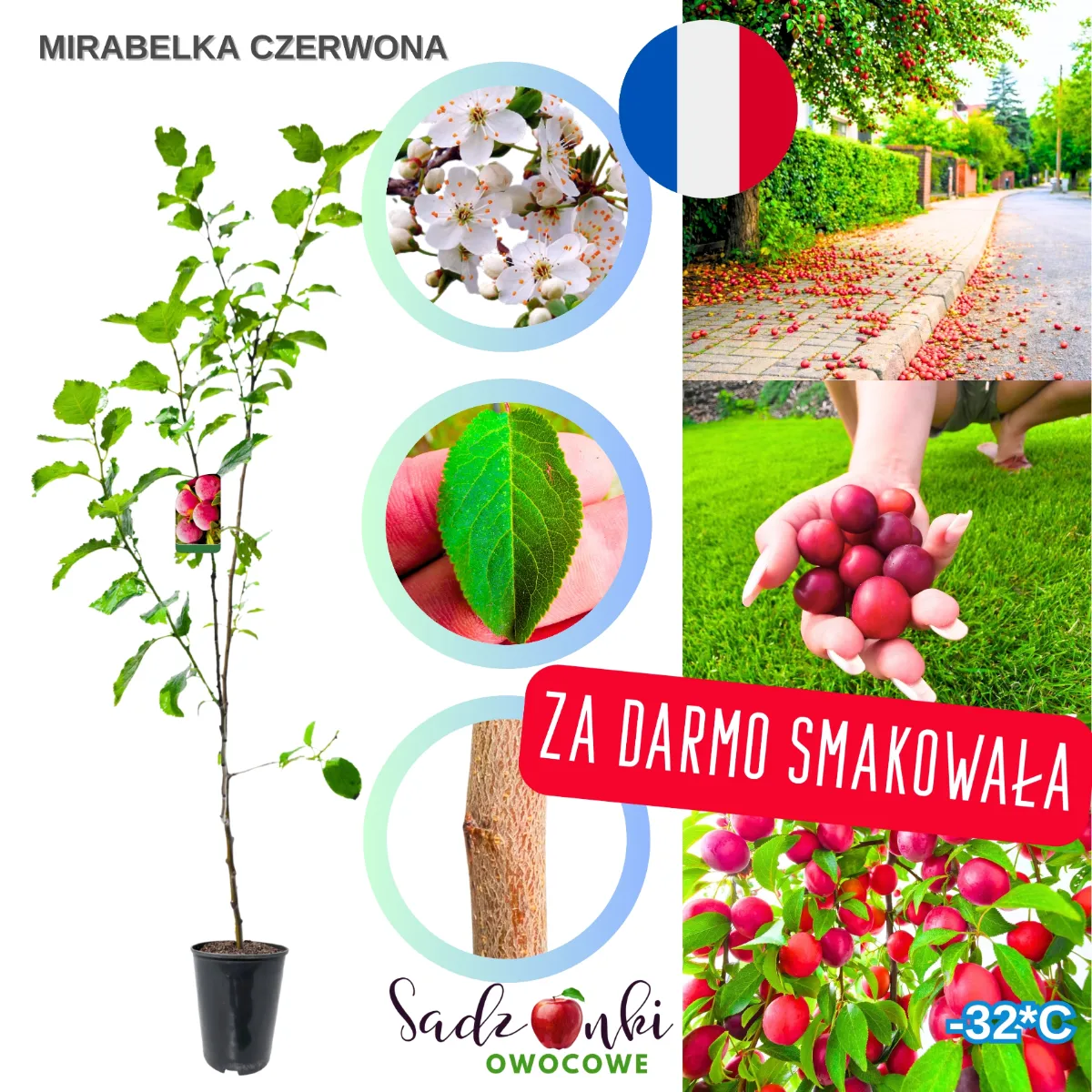 śliwa mirabelka czerwona – sadzonka drzewka owocowego o czerwonych owocach do ogrodu