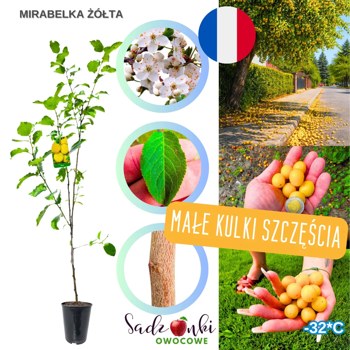 śliwka mirabelka żółta – sadzonka drzewka owocowego w donicy, zdrowa roślina do ogrodu