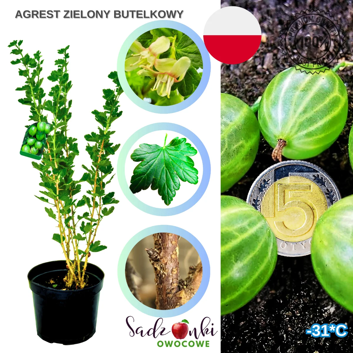 agrest zielony butelkowy – forma krzewiasta agrestu z intensywnie zielonymi owocami