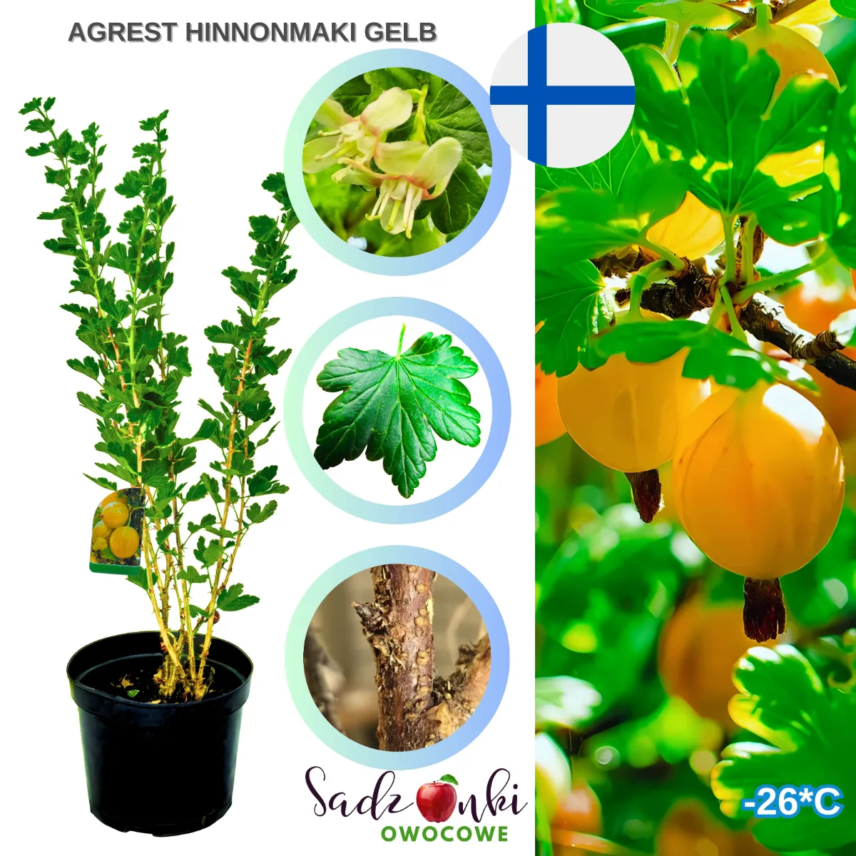 agrest hinnonmaki gelb żółty – krzew agrestu o jasnozłotych owocach