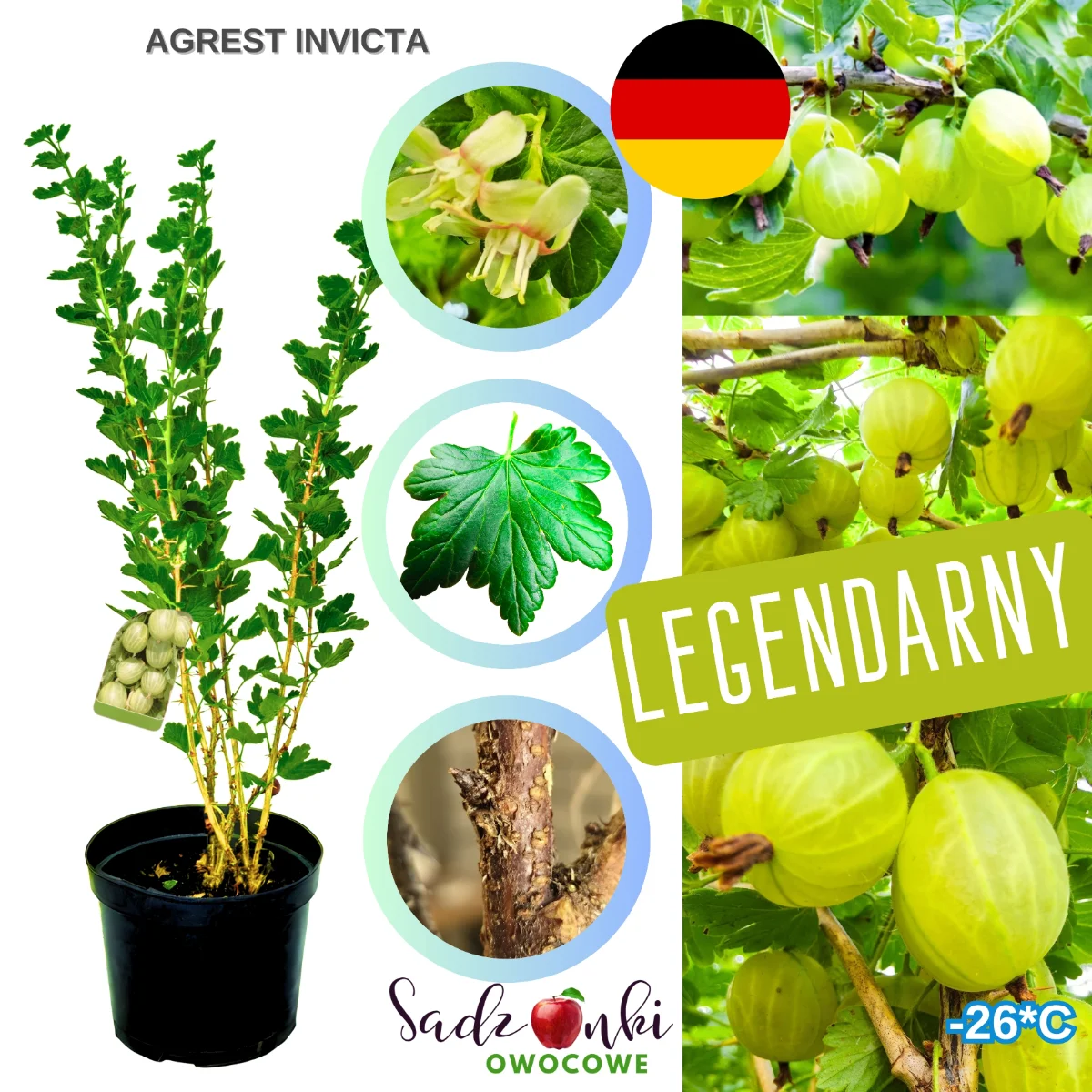 agrest invicta – forma krzewiasta agrestu z jasnymi, dekoracyjnymi owocami