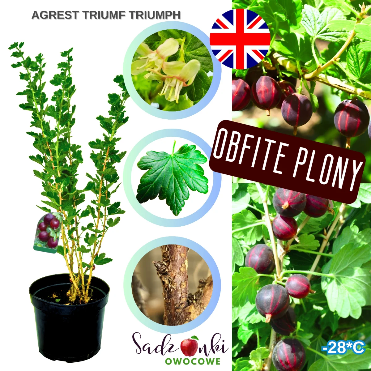 agrest czerwony triumf – forma krzewiasta agrestu z intensywnie czerwonymi owocami