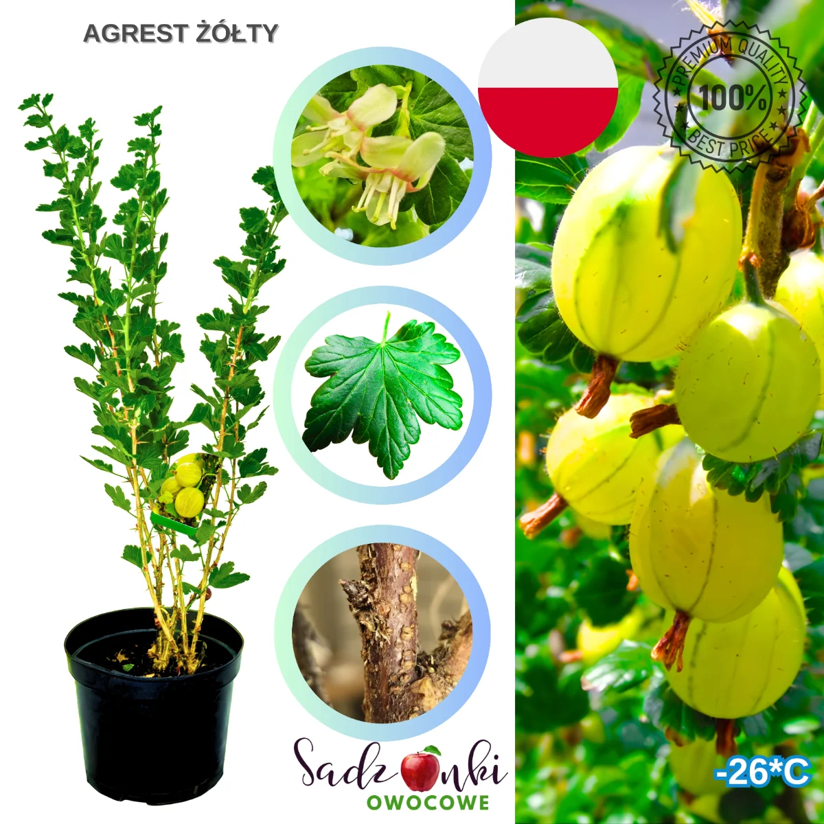 agrest żółty – forma krzewiasta agrestu z jasnozłotymi, dekoracyjnymi owocami