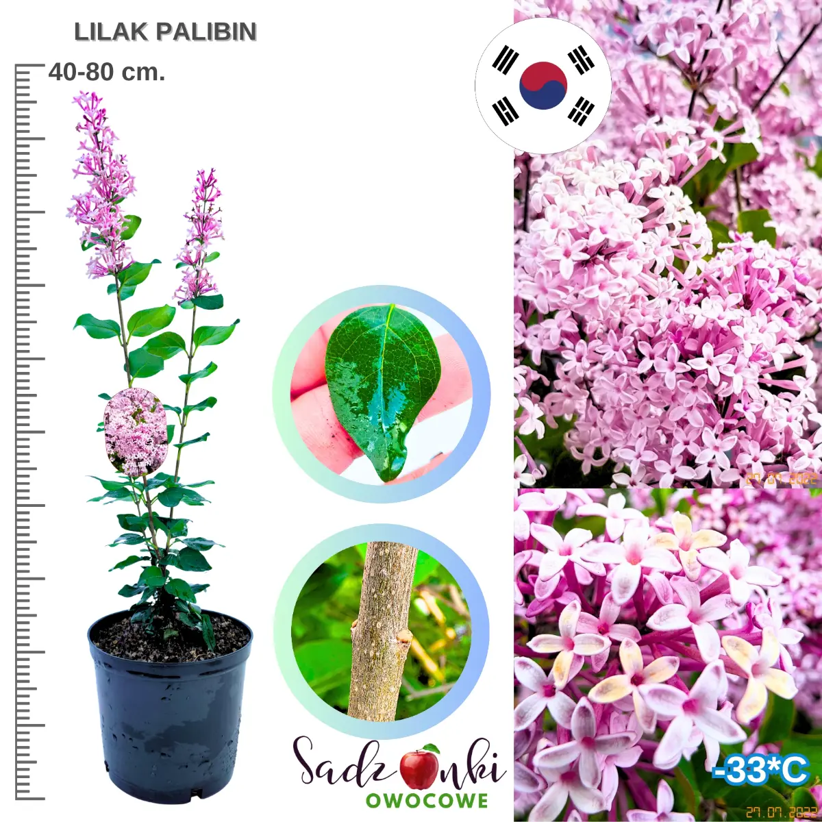 lilak palibin krzew w donicy 40-80 cm.