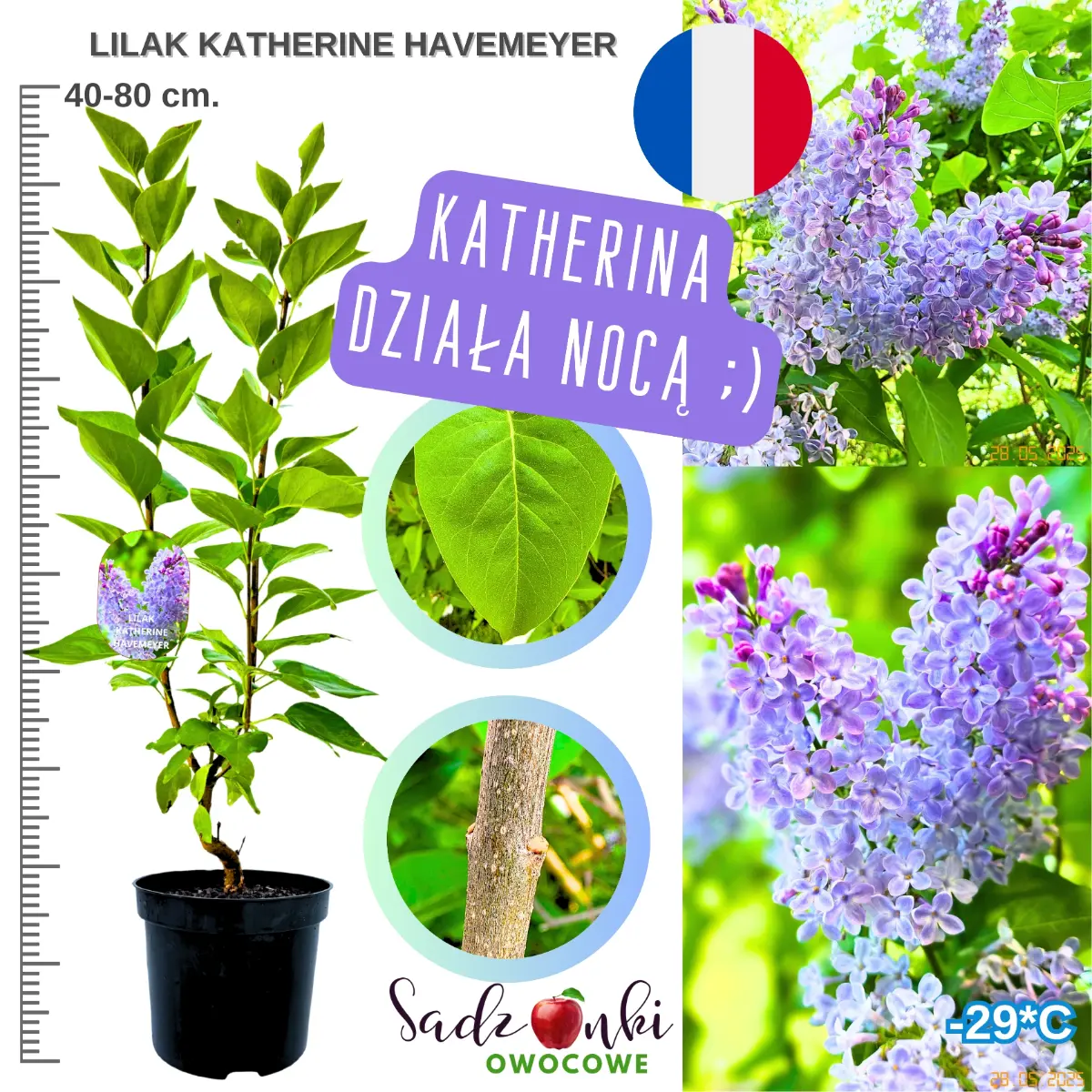 lilak katherine havemeyer krzew 40-80 cm. sadzonka w donicy