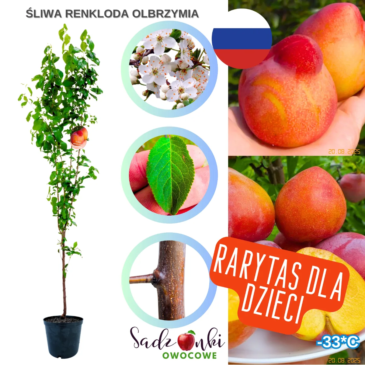 śliwa renkloda olbrzymia sadzonka drzewka owocowego w donicy gotowa do sadzenia