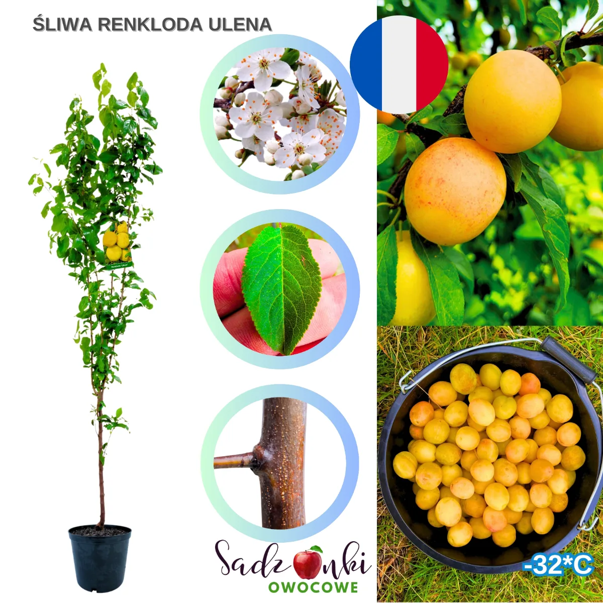 śliwa renkloda ulena sadzonka drzewka owocowego gotowa do sadzenia