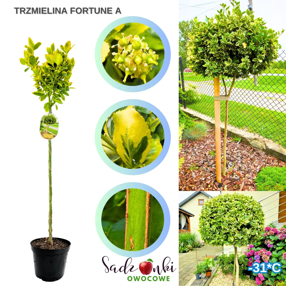 trzmielina fortune a na pniu drzewko w donicy złote listki