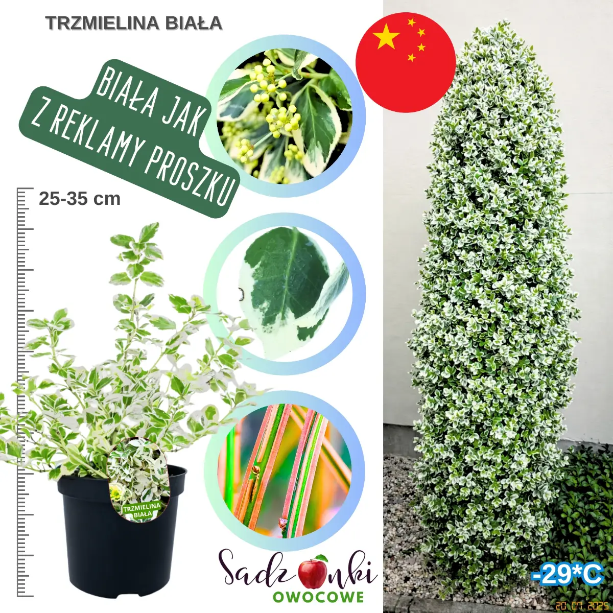 trzmielina biała w donicy