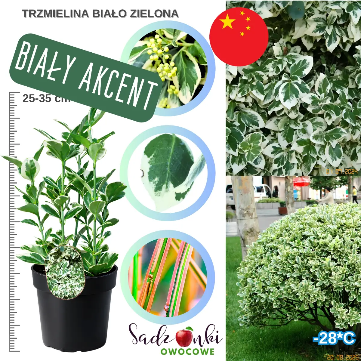 trzmielina biało-zielona sadzonka w donicy wysokość 25-35 cm.