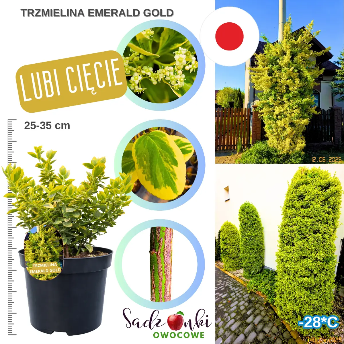 trzmielina emerald gold sadzonka krzew w donicy żółty liść