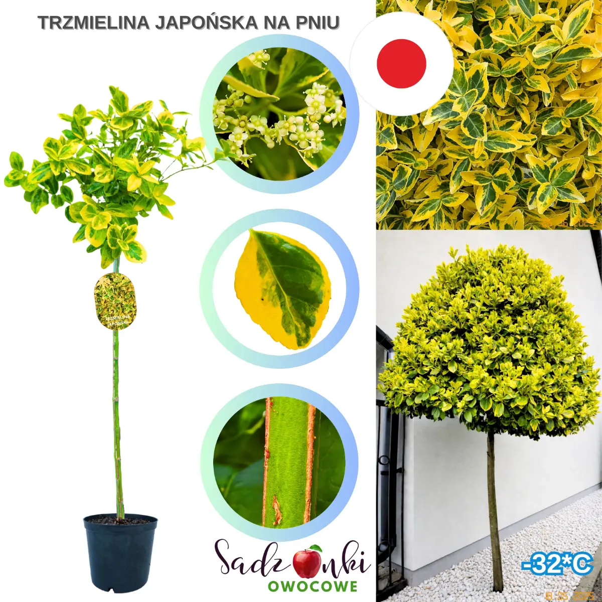 trzmielina japońska na pniu sadzonka w donicy złote liścietrzmielina japońska na pniu sadzonka w donicy złote liście