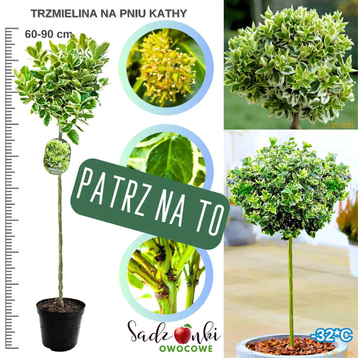 trzmielina kathy na pniu w donicy zielone liście