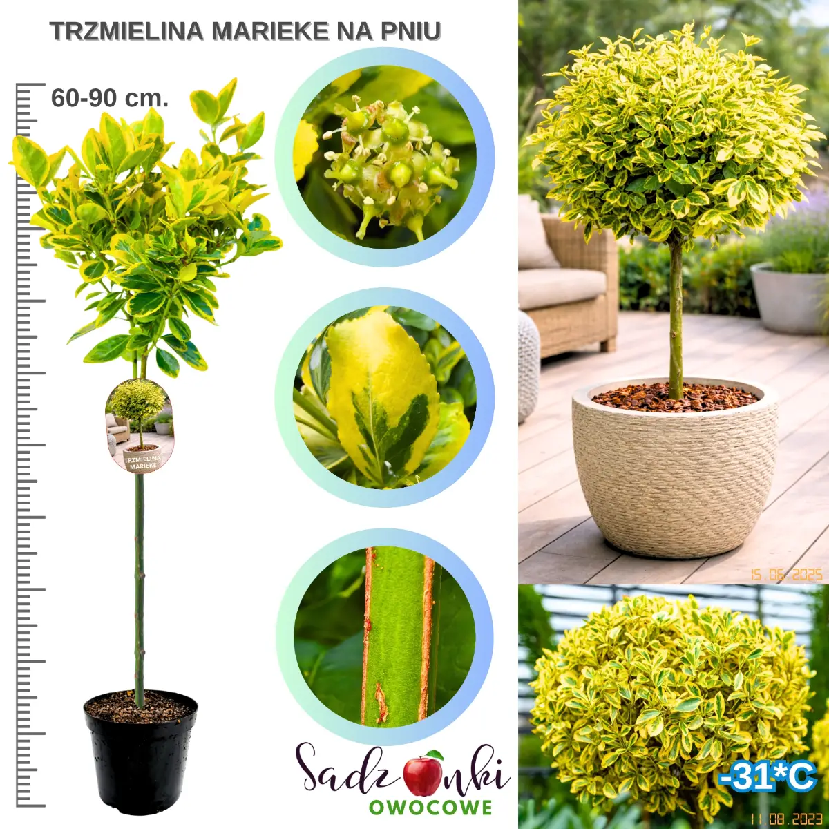 trzmielina marieke na pniu drzewko wysokość 60-90 cm.