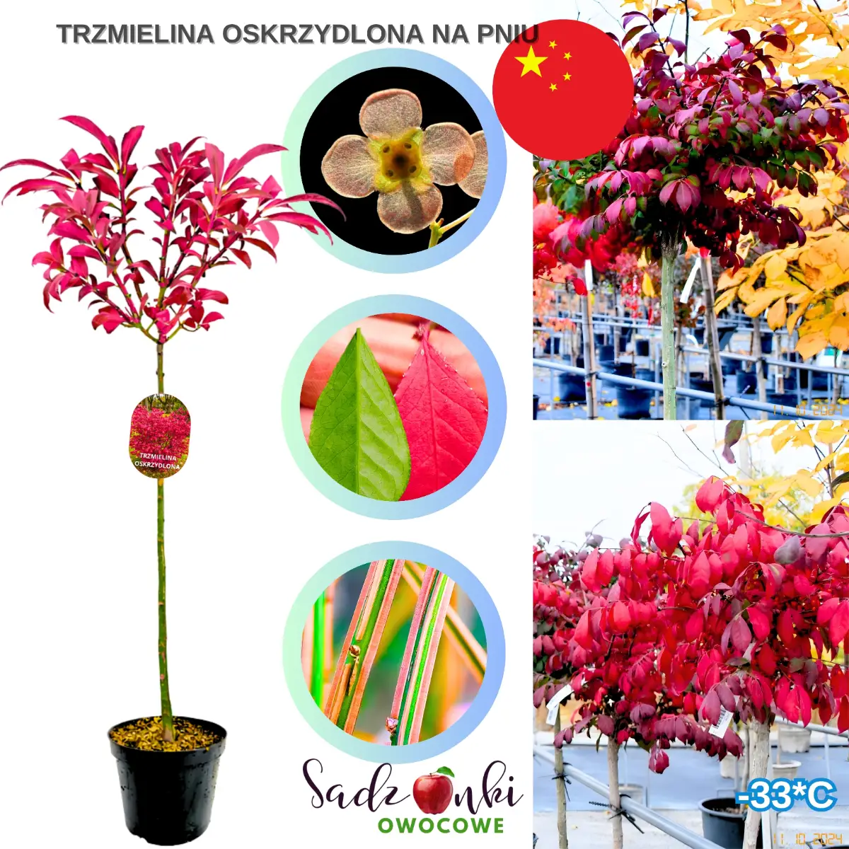 trzmielina oskrzydlona na pniu drzewko w donicy czerwone liście