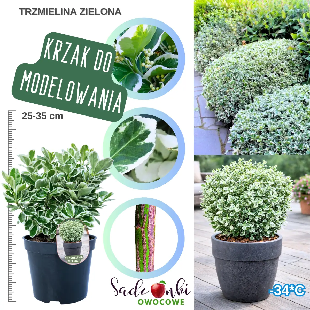 trzmielina zielona krzew w donicy wysokość 25-35 cm.