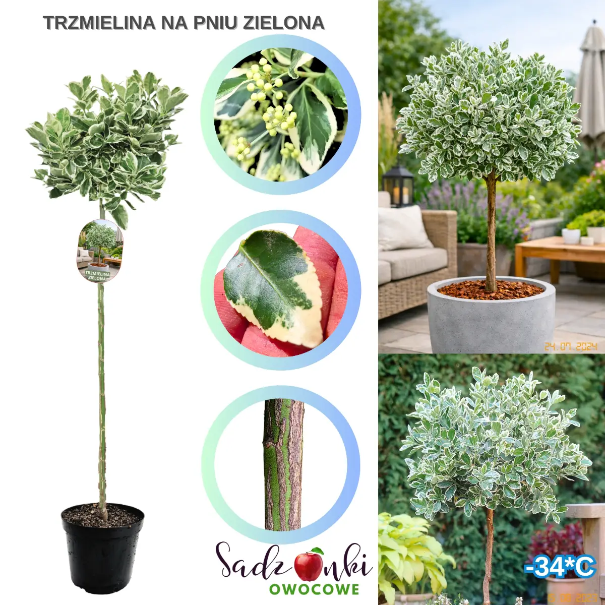 trzmielina zielona na pniu drzewko w donicy zielone liście