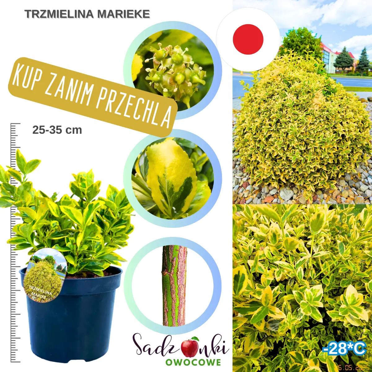 trzmielina marieke krzew do ogrodu zimozielony w donicy 25-35 cm.