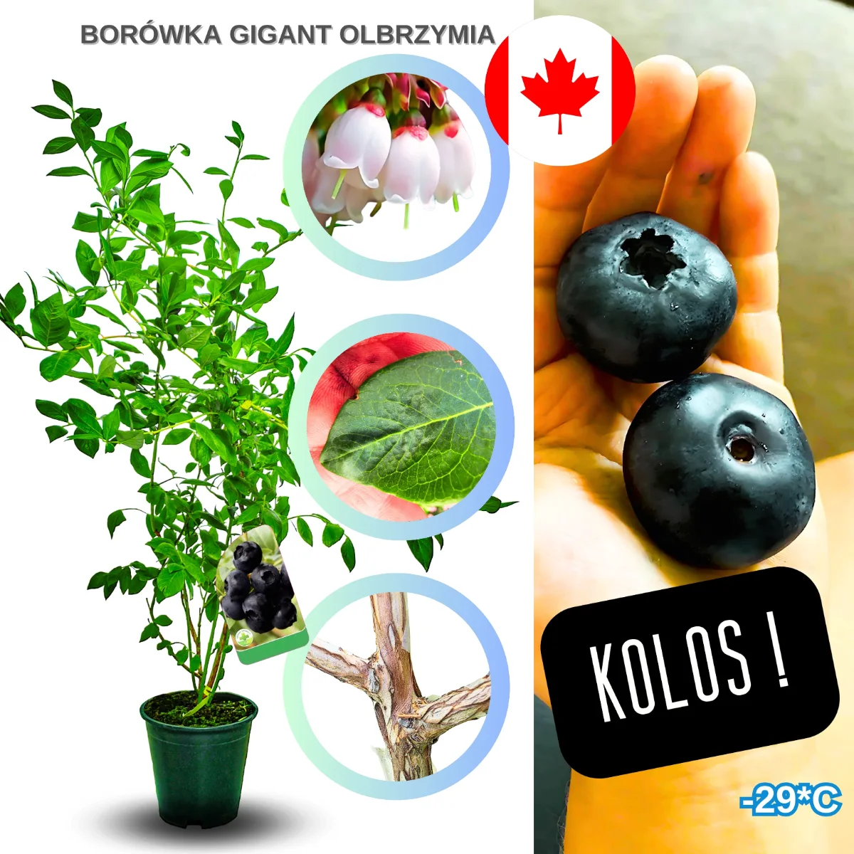 borówka gigant krzew owocowy o zwartym pokroju i zdrowych liściach, gotowy do sadzenia w ogrodzie