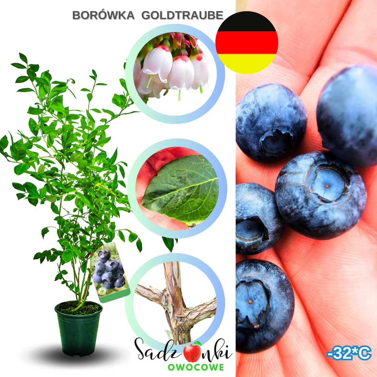 borówka goldtraube sadzonki – krzew borówki wysokiej o zwartym pokroju, gotowy do sadzenia w ogrodzie