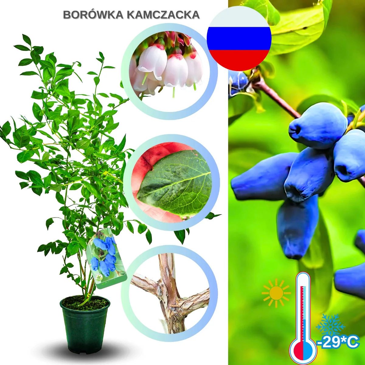 borówka kamczacka – sadzonka krzewu owocowego do ogrodu, roślina przygotowana do sadzenia w gruncie