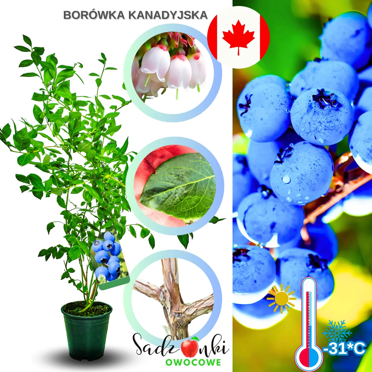 borówka kanadyjska krzew jagodowy o silnym wzroście i zdrowych liściach
