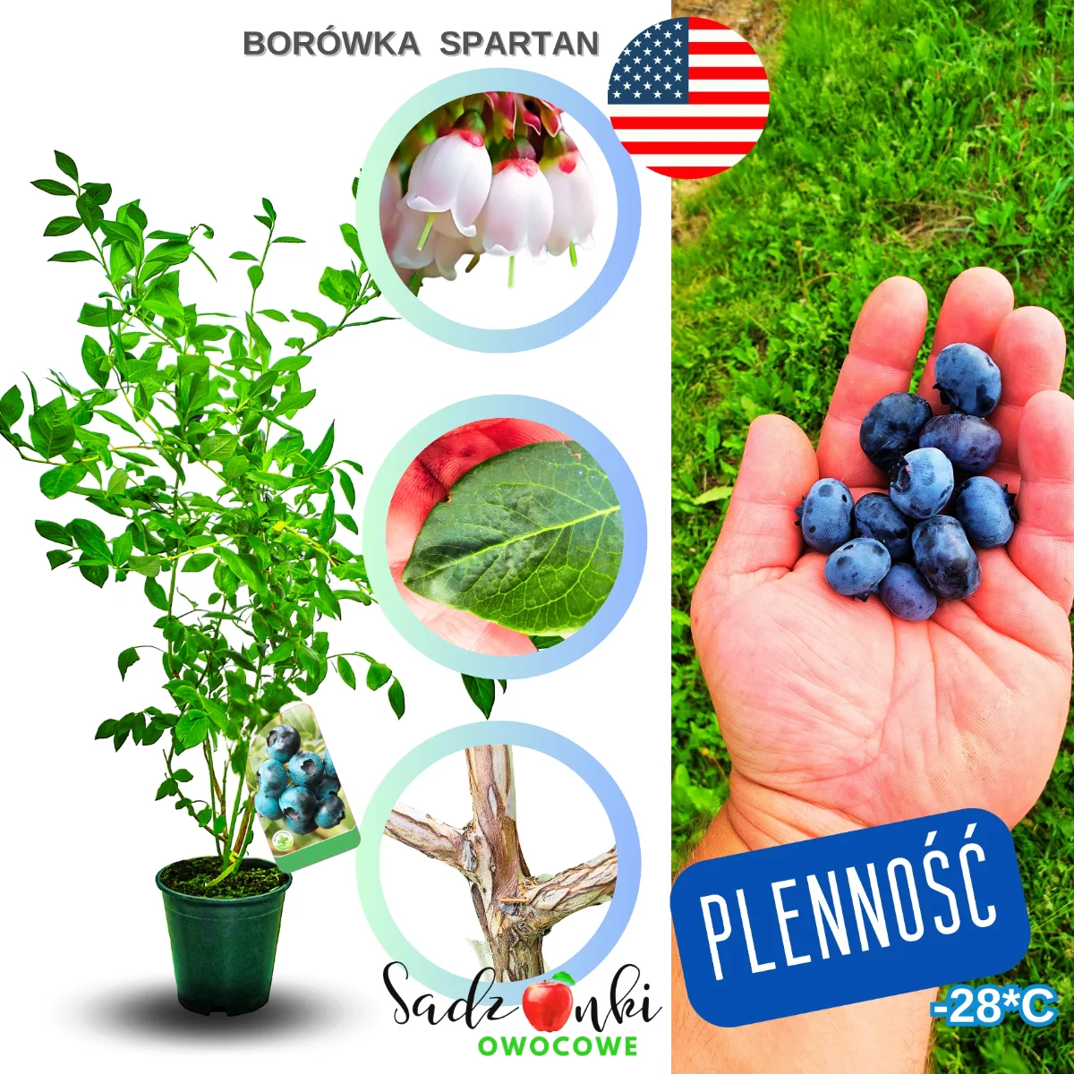 borówka spartan sadzonki – krzew borówki wysokiej do ogrodu