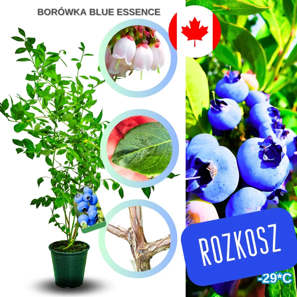 Borówka amerykańska Blue Essence | sadzonki do ogrodu Borówka amerykańska Blue Essence | sadzonki do ogrodu