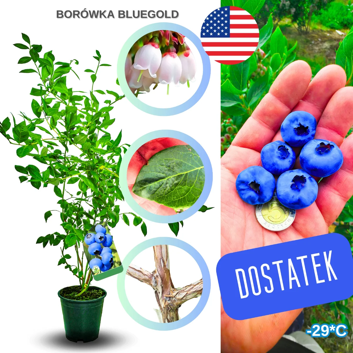 borówka bluegold – krzew borówki amerykańskiej w doniczce, gotowy do posadzenia w ogrodzie