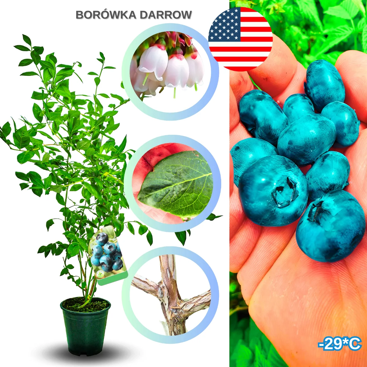 borówka darrow – sadzonka borówki amerykańskiej, krzew owocowy do uprawy w ogrodzie i na działce