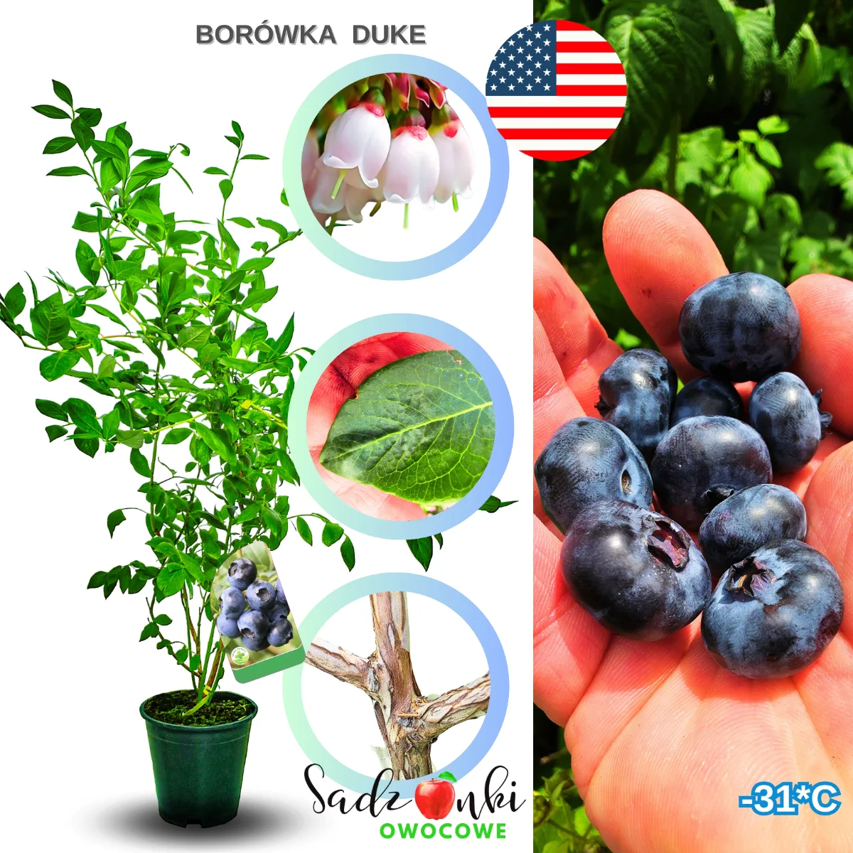 borówka duke sadzonki – krzew borówki amerykańskiej do ogrodu, roślina owocowa gotowa do sadzenia