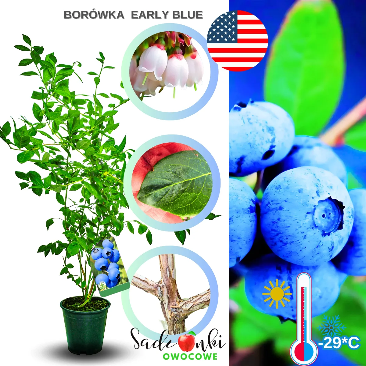 borówka early blue sadzonki – krzew borówki amerykańskiej do ogrodu, wczesna roślina owocowa