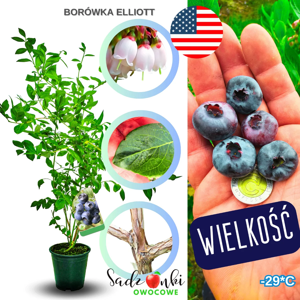 borówka elliott sadzonki – krzew borówki amerykańskiej do ogrodu, silna roślina owocowa