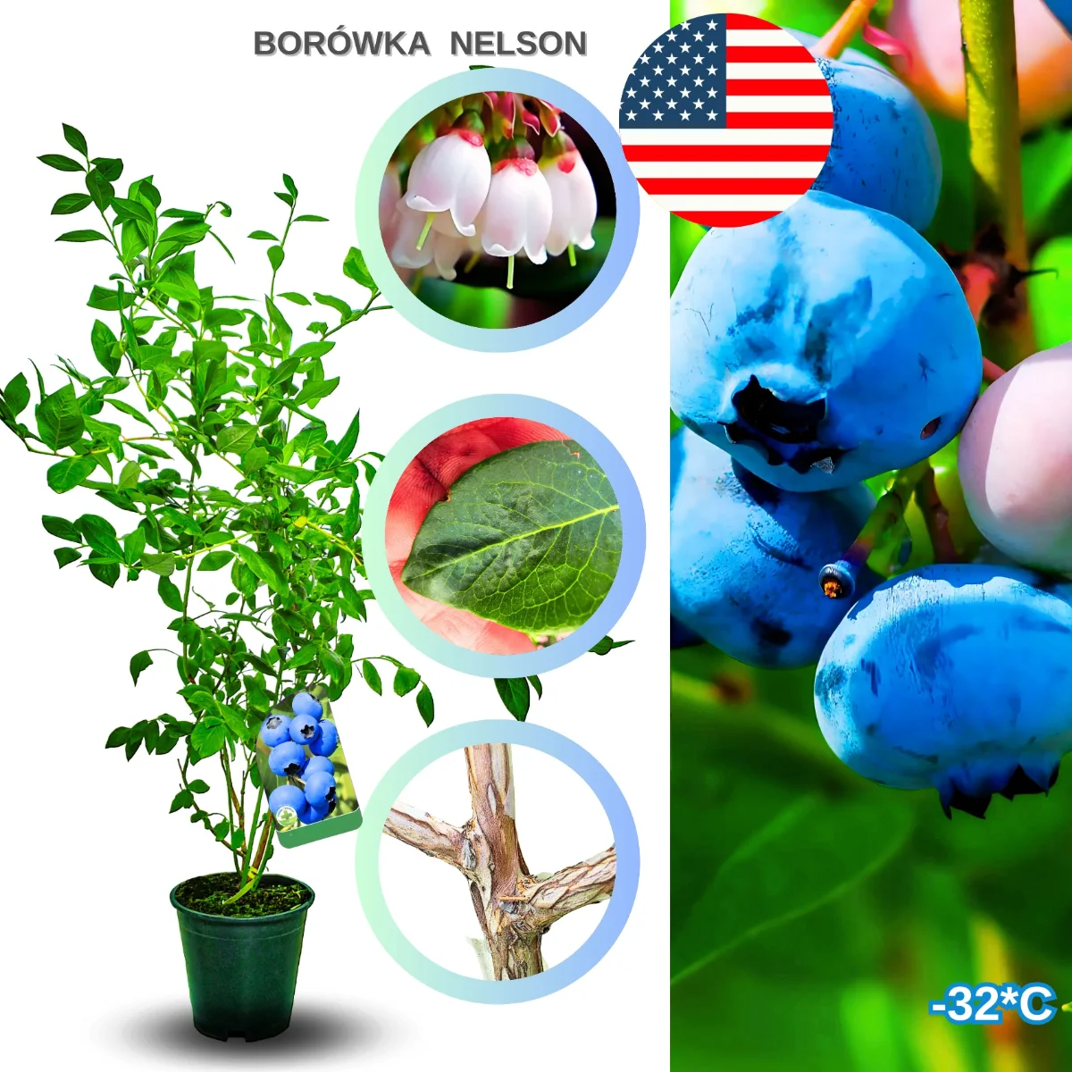 borówka nelson sadzonki – krzew borówki wysokiej o silnym wzroście, gotowy do sadzenia w ogrodzie