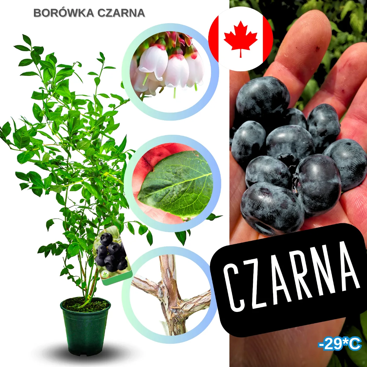 borówka czarna – sadzonka krzewu owocowego w donicy, przygotowana do sadzenia w ogrodzie