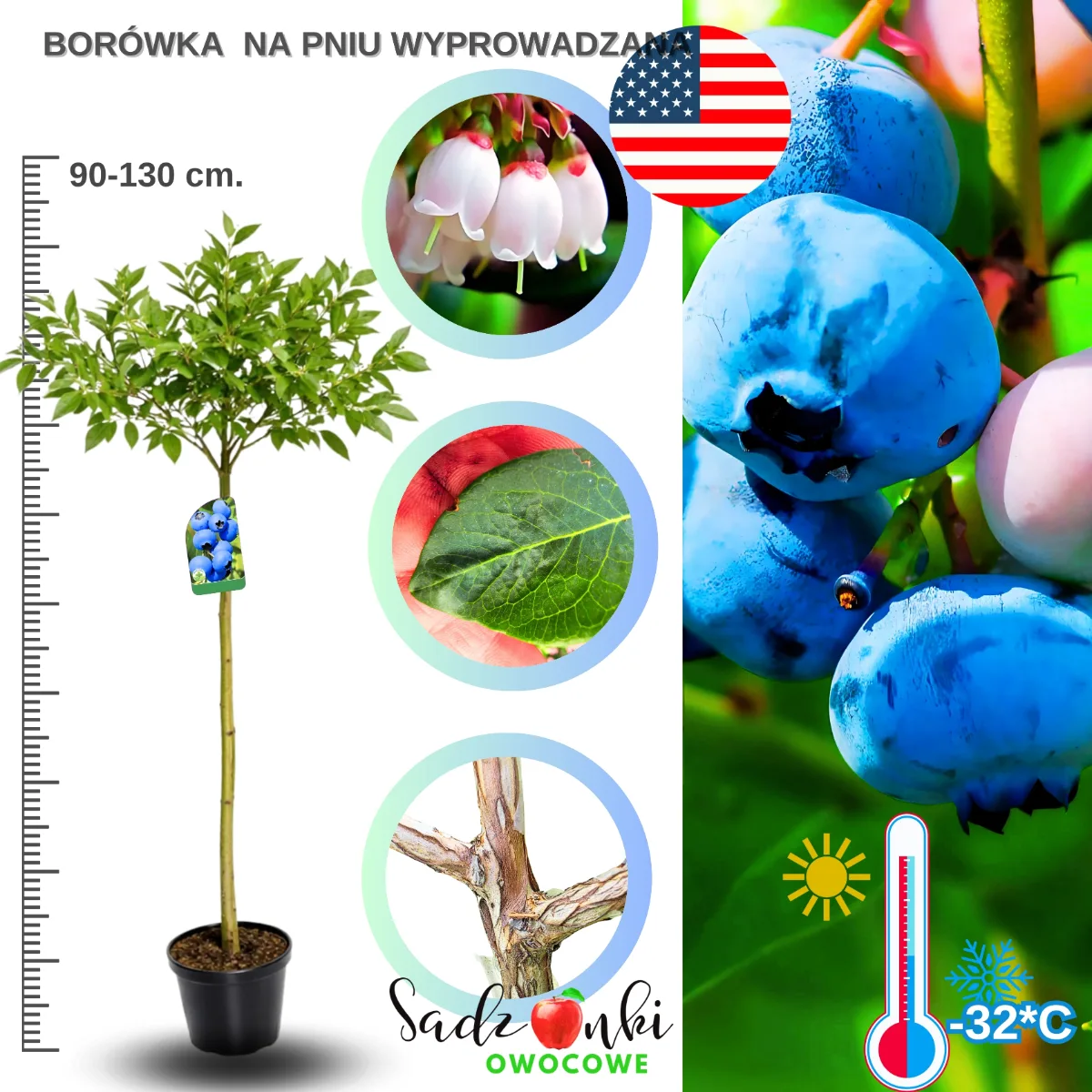 borówka na pniu 90–130 cm – ręcznie wyprowadzana sadzonka w formie drzewka owocowego, zwarty pokrój korony, roślina gotowa do sadzenia