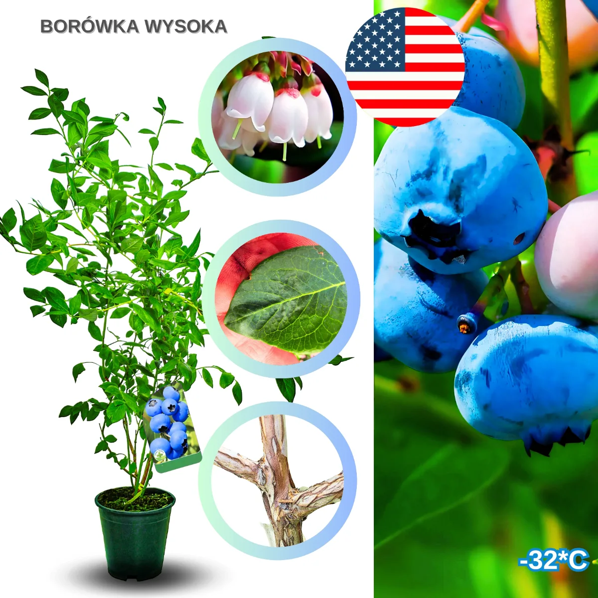 borówka wysoka – sadzonka krzewu owocowego w donicy, gotowa do sadzenia w ogrodzie i na działce