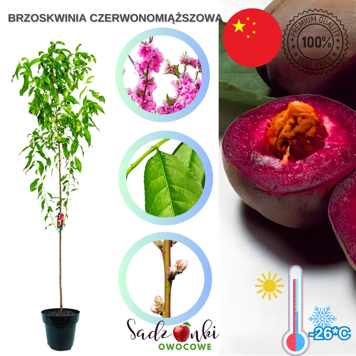 brzoskwinia czerwonomiąższowa drzewko owocowe o czerwonym miąższu