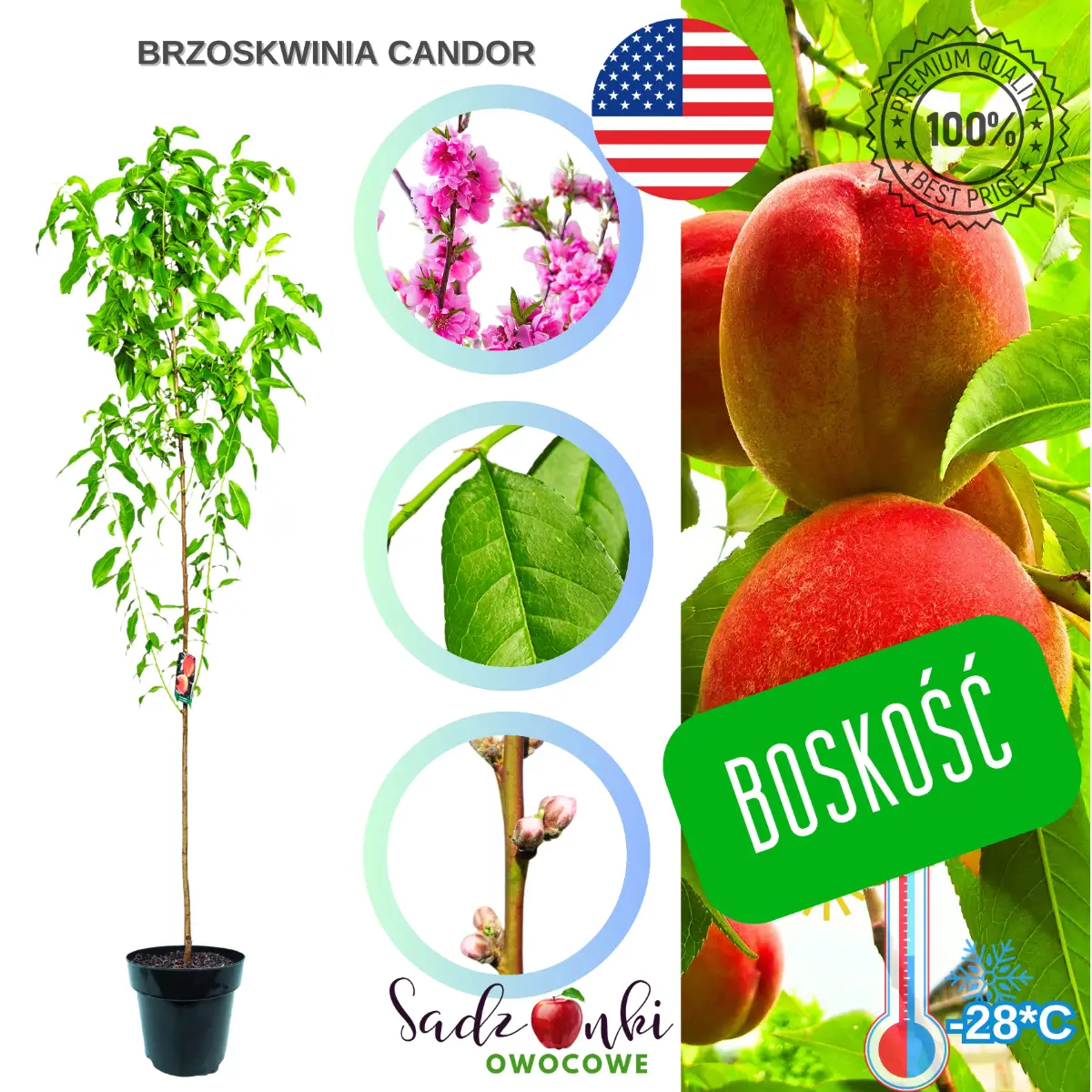 Brzoskwinia Candor drzewko brzoskwini do dalszego prowadzenia w ogrodzie