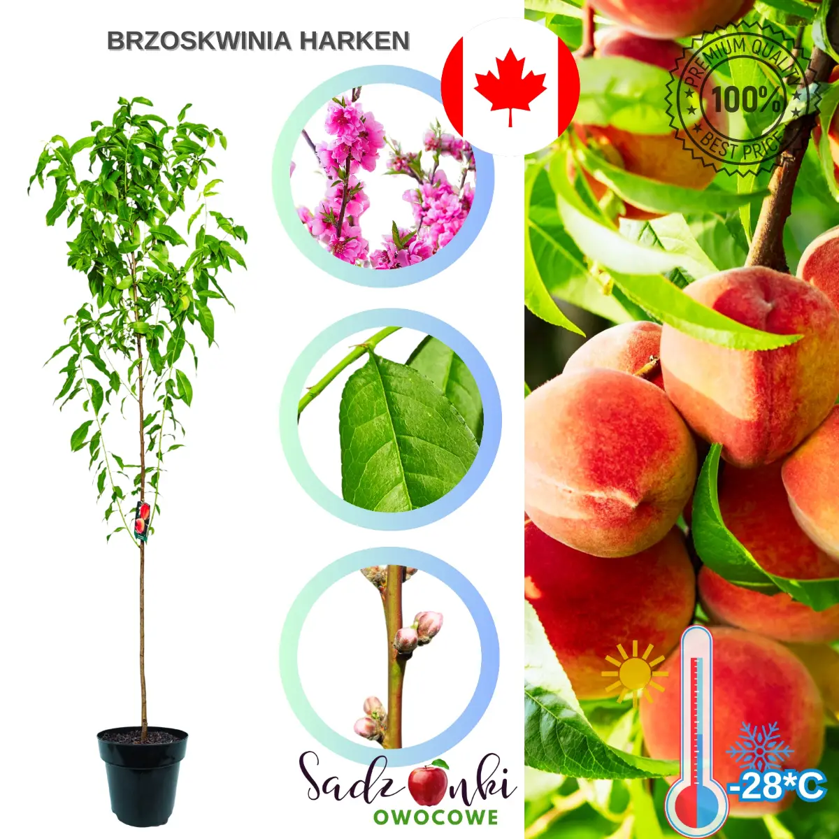 Brzoskwinia Harken sadzonka drzewka brzoskwini gotowa do sadzenia