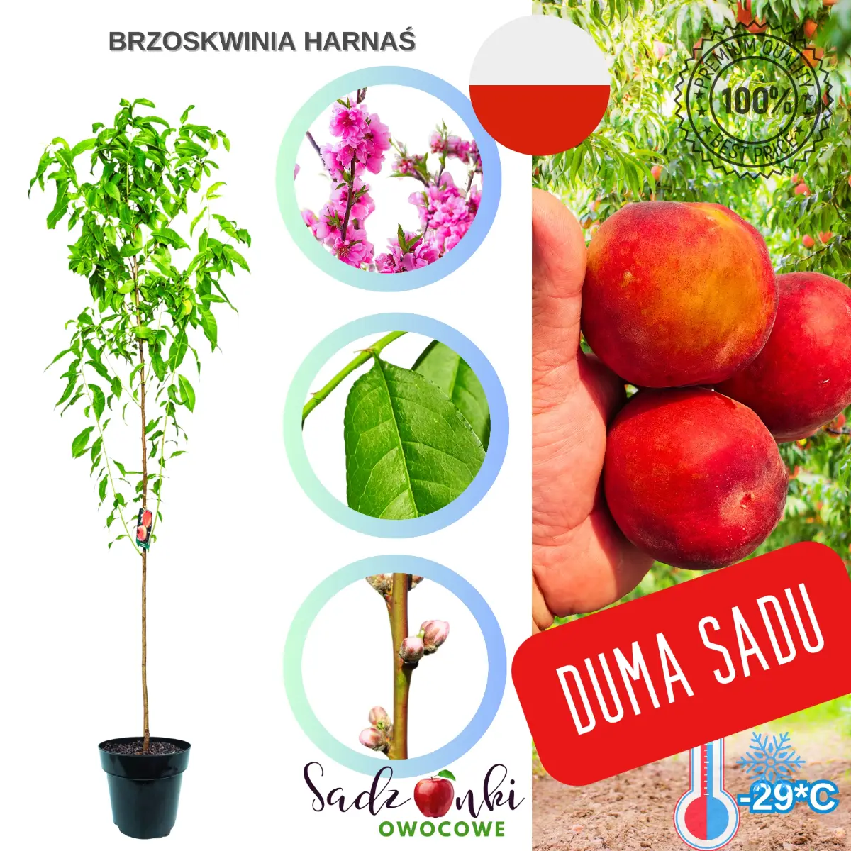 Brzoskwinia Harnaś sadzonka brzoskwini w donicy do ogrodu