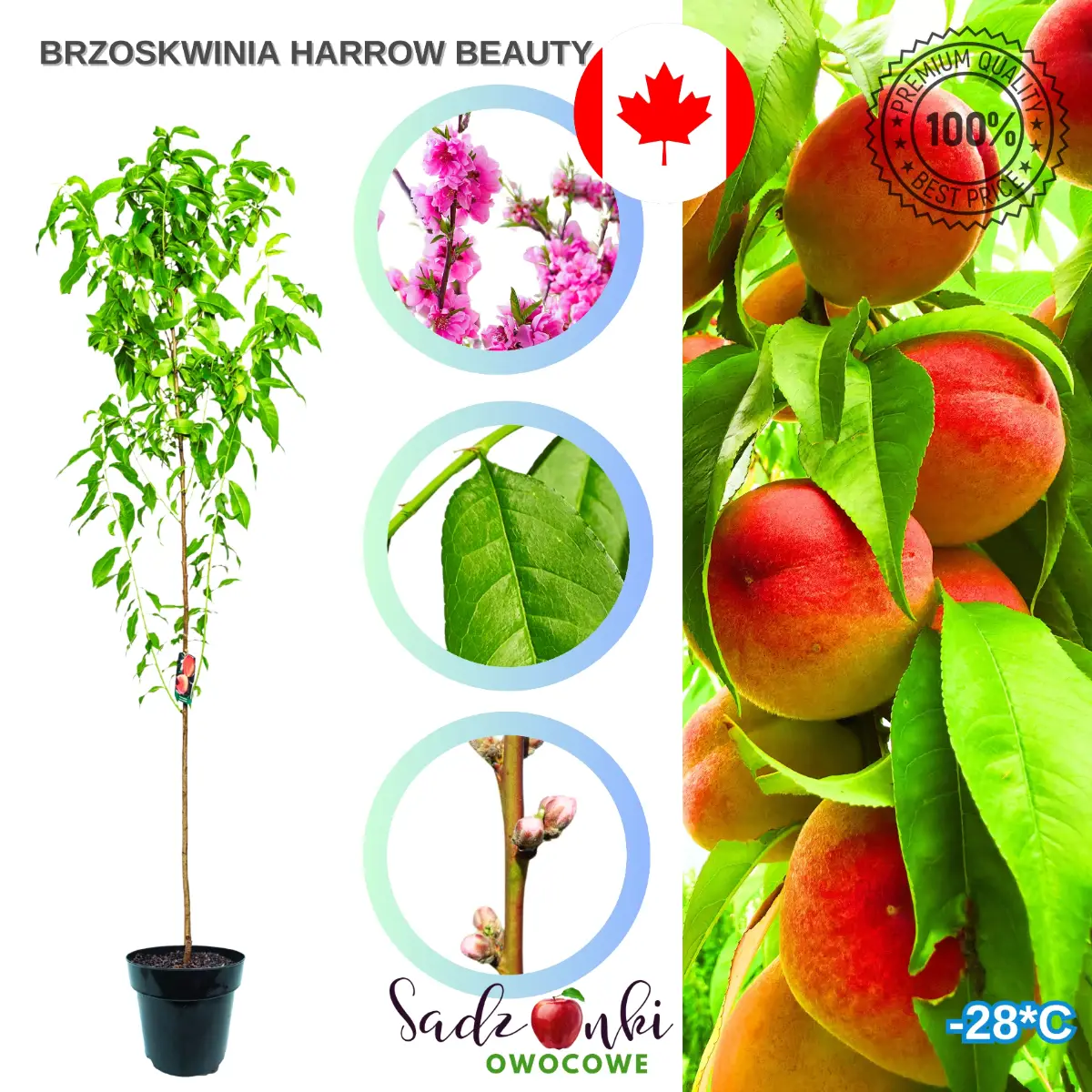 Brzoskwinia Harrow Beauty brzoskwinia w formie drzewka do ogrodu przydomowego