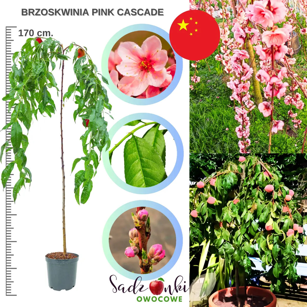 brzoskwinia pink cascade sadzonka drzewka owocowego w donicy wysopkość 150-180 cm.