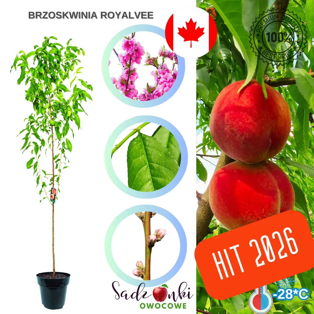 Brzoskwinia Royalvee sadzonka drzewka brzoskwini z rozwiniętym systemem korzeniowym