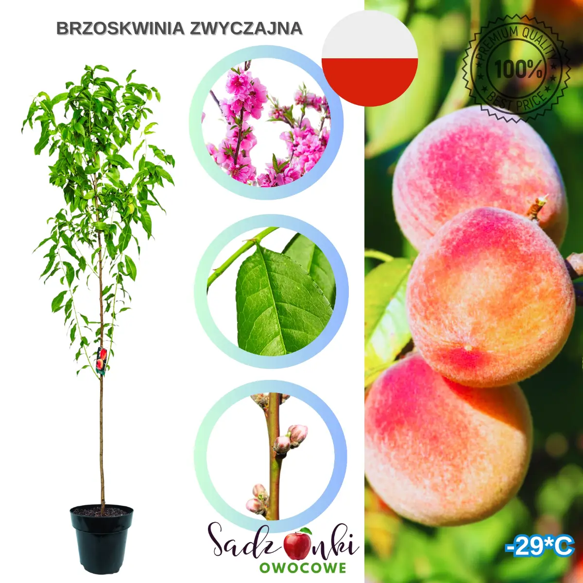 Brzoskwinia zwyczajna sadzonka owocowa w donicy