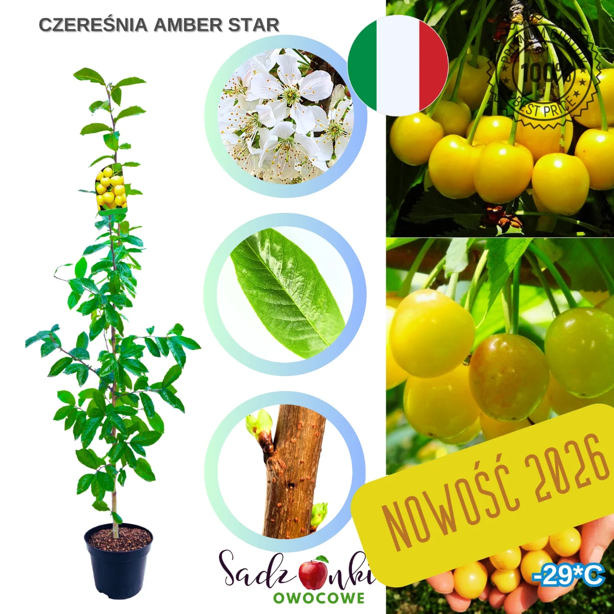 czereśnia Amber Star drzewko czereśni bardzo wczesna samopylna odmiana