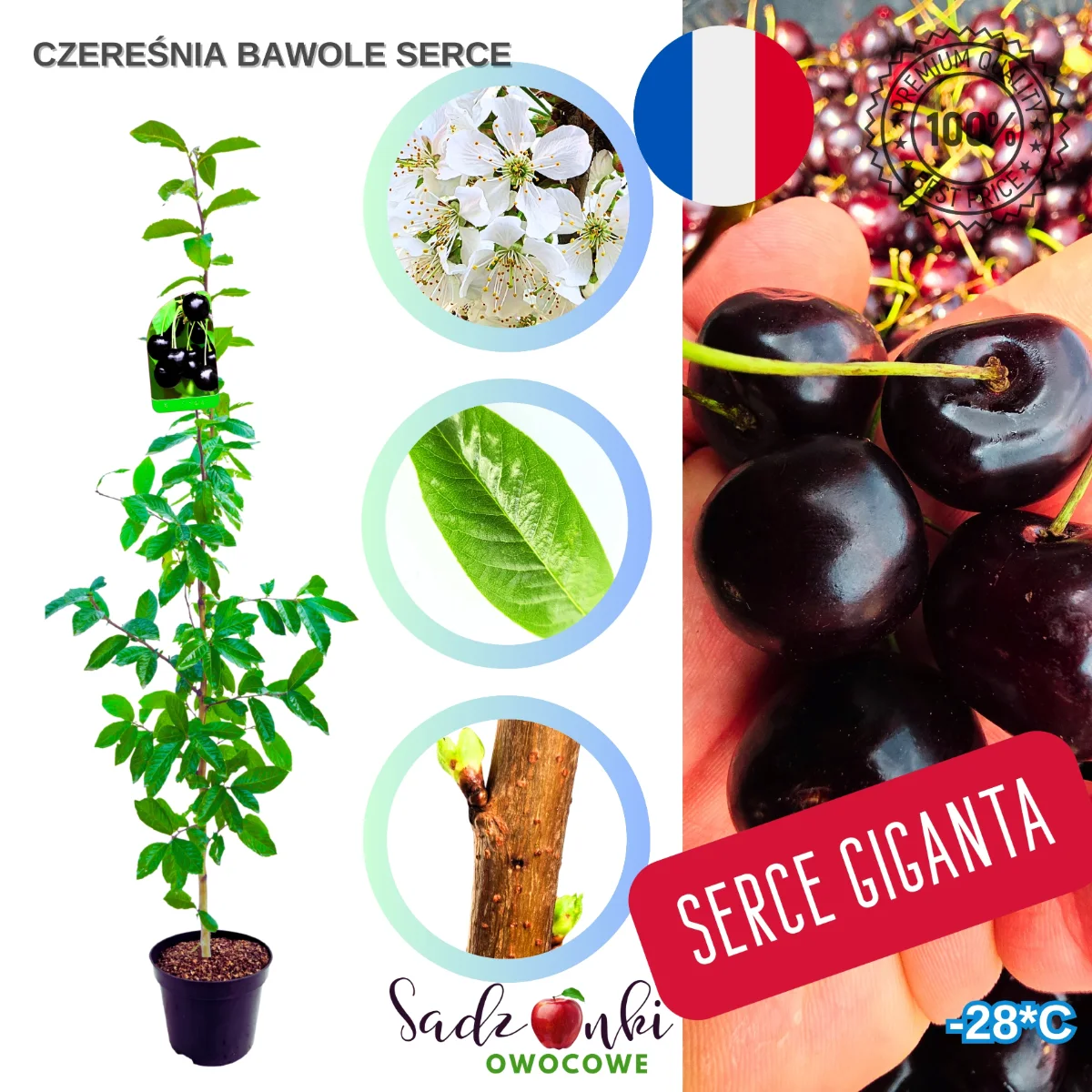czereśnia Bawole Serce sadzonka drzewka czereśni do ogrodu duże owoce